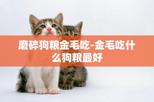 磨碎狗糧金毛吃-金毛吃什么狗糧最好