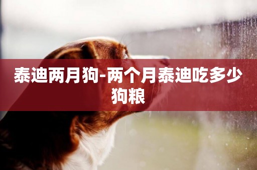 泰迪兩月狗-兩個月泰迪吃多少狗糧