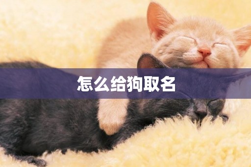 怎么給狗取名