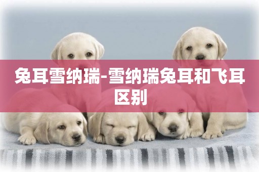 兔耳雪納瑞-雪納瑞兔耳和飛耳區別
