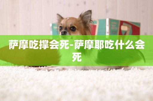 薩摩吃撐會死-薩摩耶吃什么會死