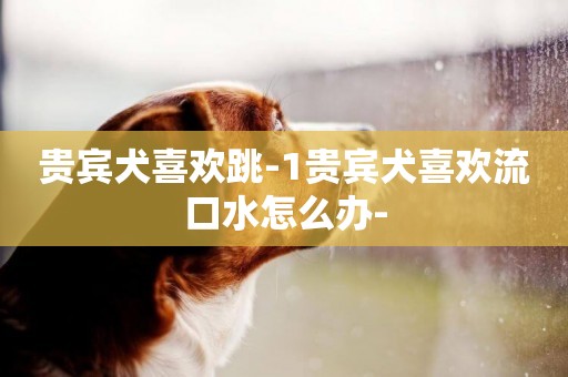貴賓犬喜歡跳-1貴賓犬喜歡流口水怎么辦-