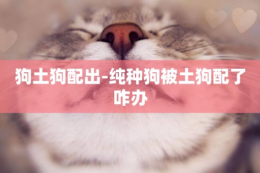 狗土狗配出-純種狗被土狗配了咋辦