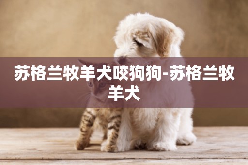 蘇格蘭牧羊犬咬狗狗-蘇格蘭牧羊犬