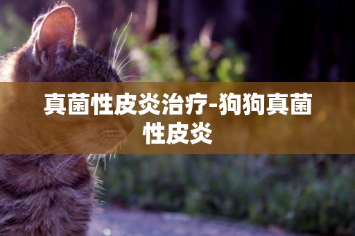 真菌性皮炎治療-狗狗真菌性皮炎