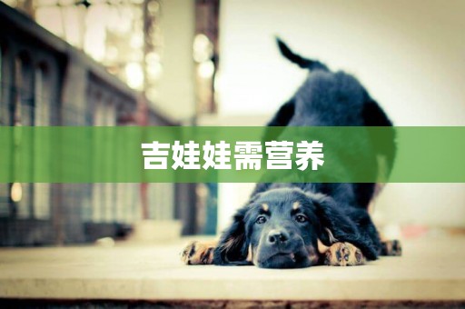 吉娃娃需營養
