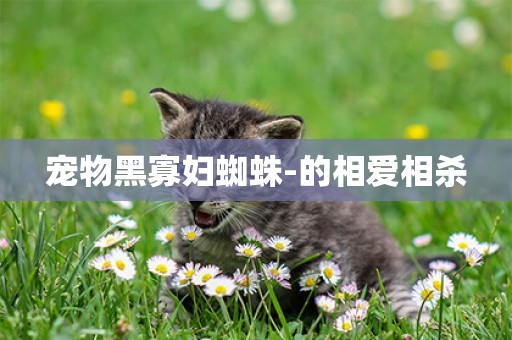 寵物黑寡婦蜘蛛-的相愛相殺