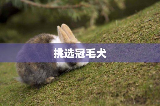 挑選冠毛犬