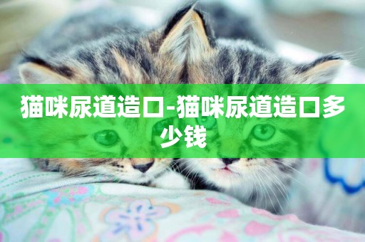 貓咪尿道造口-貓咪尿道造口多少錢