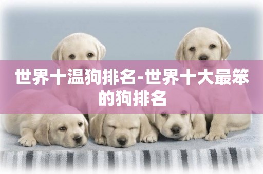 世界十溫狗排名-世界十大最笨的狗排名