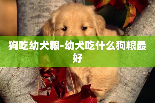 狗吃幼犬糧-幼犬吃什么狗糧最好