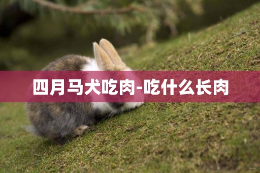 四月馬犬吃肉-吃什么長肉