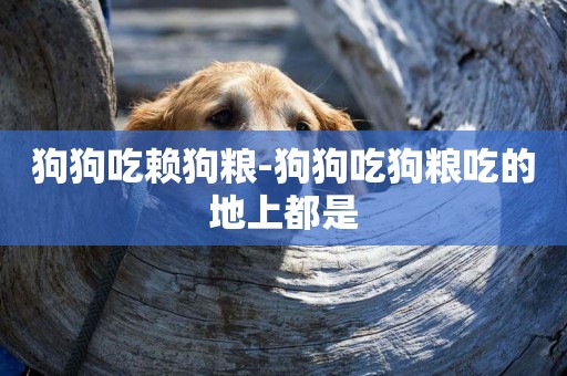 狗狗吃賴狗糧-狗狗吃狗糧吃的地上都是
