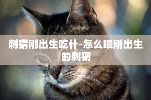 刺猬剛出生吃什-怎么喂剛出生的刺猬