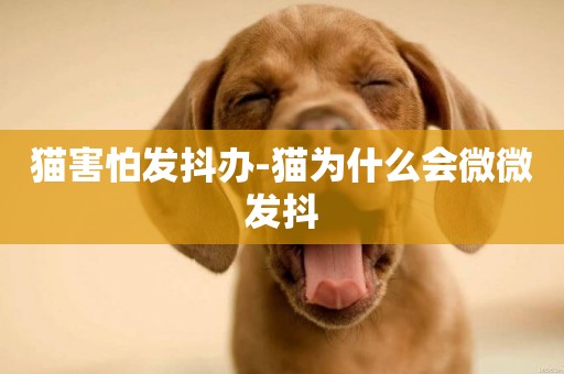 貓害怕發抖辦-貓為什么會微微發抖
