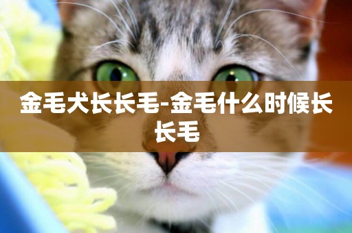 金毛犬長長毛-金毛什么時候長長毛