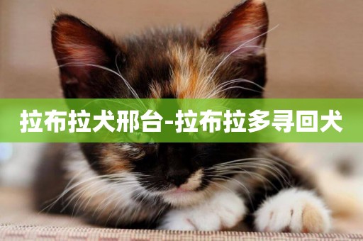 拉布拉犬邢臺-拉布拉多尋回犬