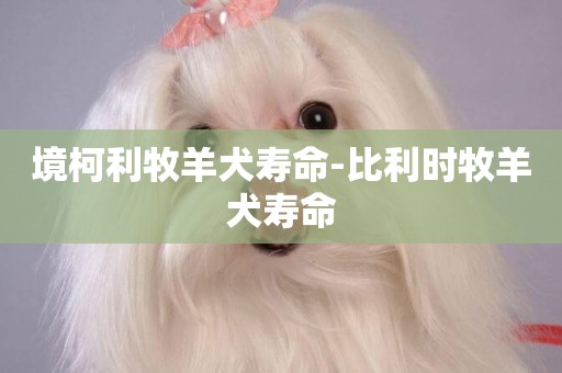 境柯利牧羊犬壽命-比利時牧羊犬壽命