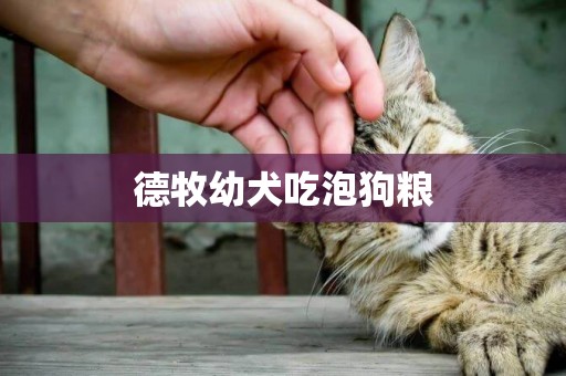 德牧幼犬吃泡狗糧