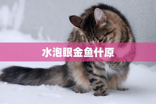水泡眼金魚什原