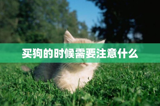 買狗的時候需要注意什么