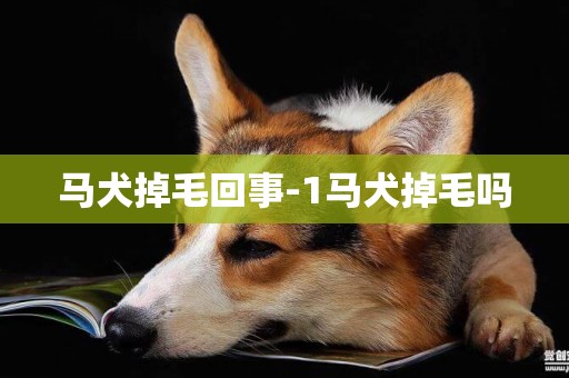 馬犬掉毛回事-1馬犬掉毛嗎