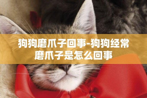 狗狗磨爪子回事-狗狗經常磨爪子是怎么回事
