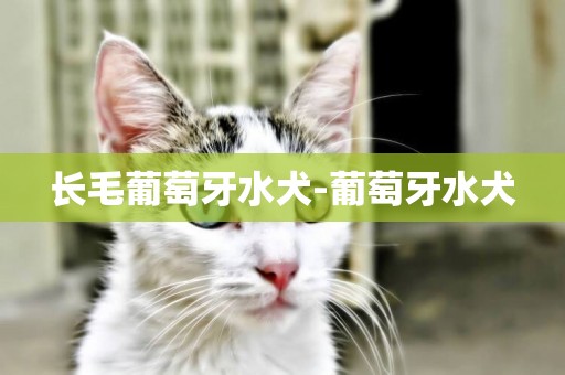 長毛葡萄牙水犬-葡萄牙水犬