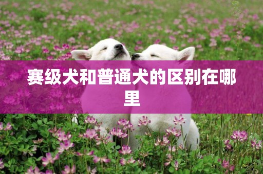 賽級犬和普通犬的區別在哪里