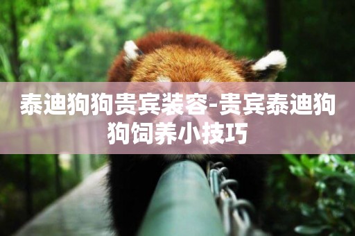 泰迪狗狗貴賓裝容-貴賓泰迪狗狗飼養小技巧