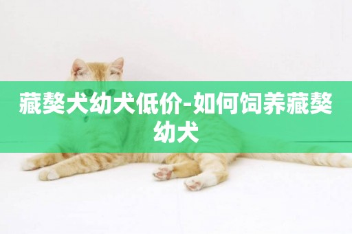 藏獒犬幼犬低價-如何飼養藏獒幼犬