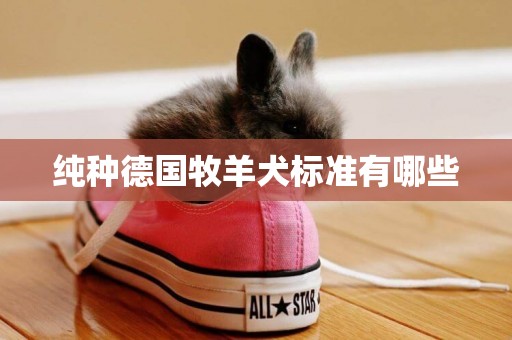純種德國牧羊犬標準有哪些