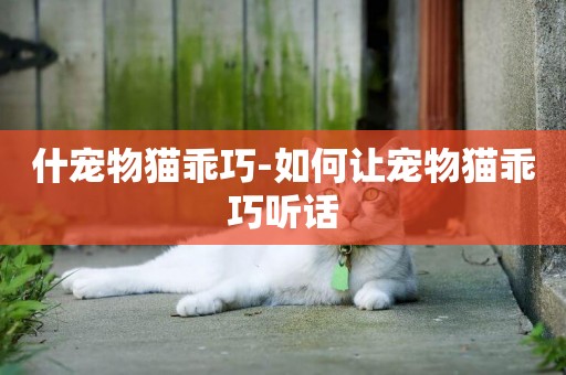 什寵物貓乖巧-如何讓寵物貓乖巧聽話