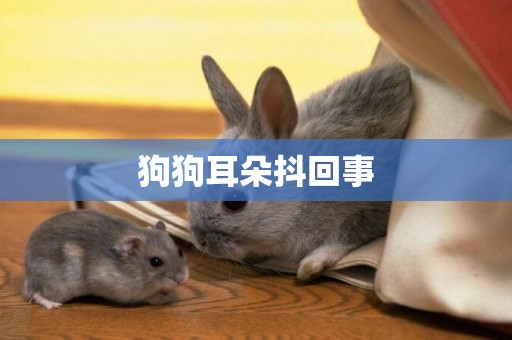 狗狗耳朵抖回事