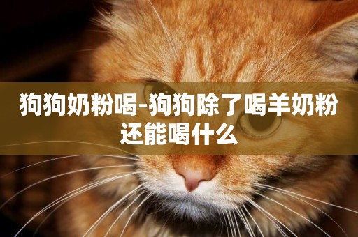 狗狗奶粉喝-狗狗除了喝羊奶粉還能喝什么
