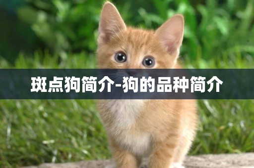 斑點狗簡介-狗的品種簡介