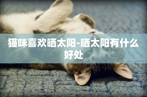 貓咪喜歡曬太陽-曬太陽有什么好處