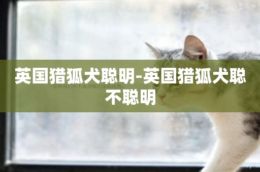 英國獵狐犬聰明-英國獵狐犬聰不聰明