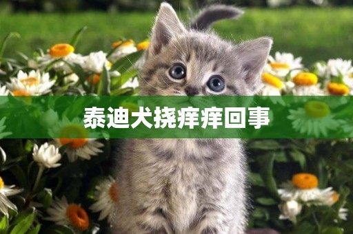 泰迪犬撓癢癢回事