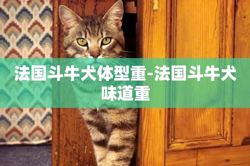 法國斗牛犬體型重-法國斗牛犬味道重