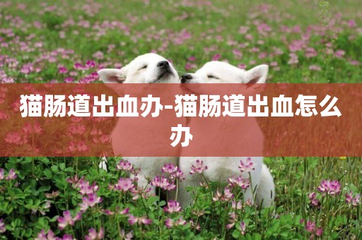 貓腸道出血辦-貓腸道出血怎么辦