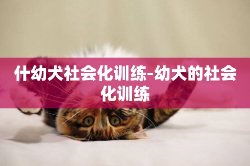 什幼犬社會化訓練-幼犬的社會化訓練