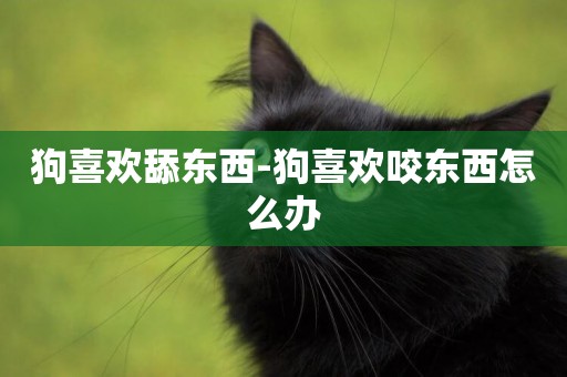狗喜歡舔東西-狗喜歡咬東西怎么辦