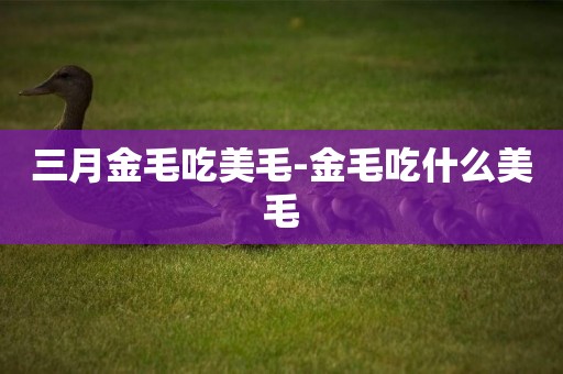三月金毛吃美毛-金毛吃什么美毛