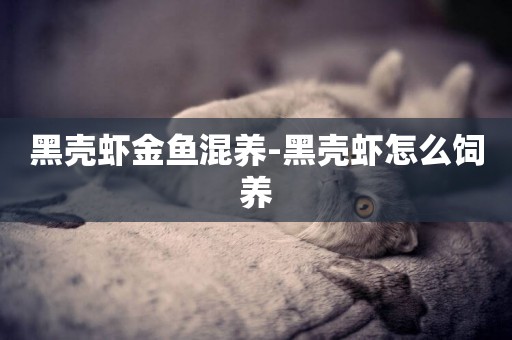 黑殼蝦金魚混養-黑殼蝦怎么飼養
