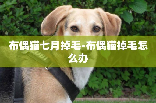布偶貓七月掉毛-布偶貓掉毛怎么辦