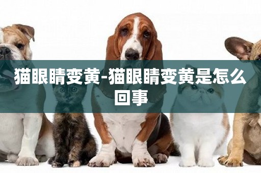貓眼睛變黃-貓眼睛變黃是怎么回事
