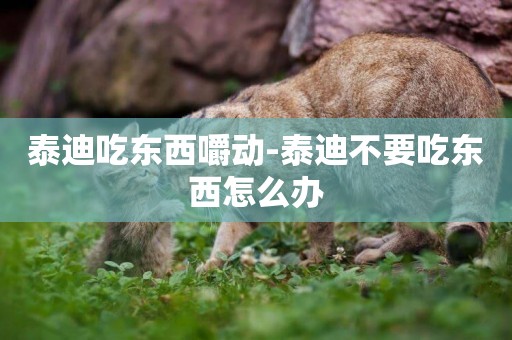 泰迪吃東西嚼動-泰迪不要吃東西怎么辦