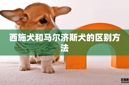 西施犬和馬爾濟斯犬的區別方法