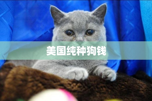 美國純種狗錢
